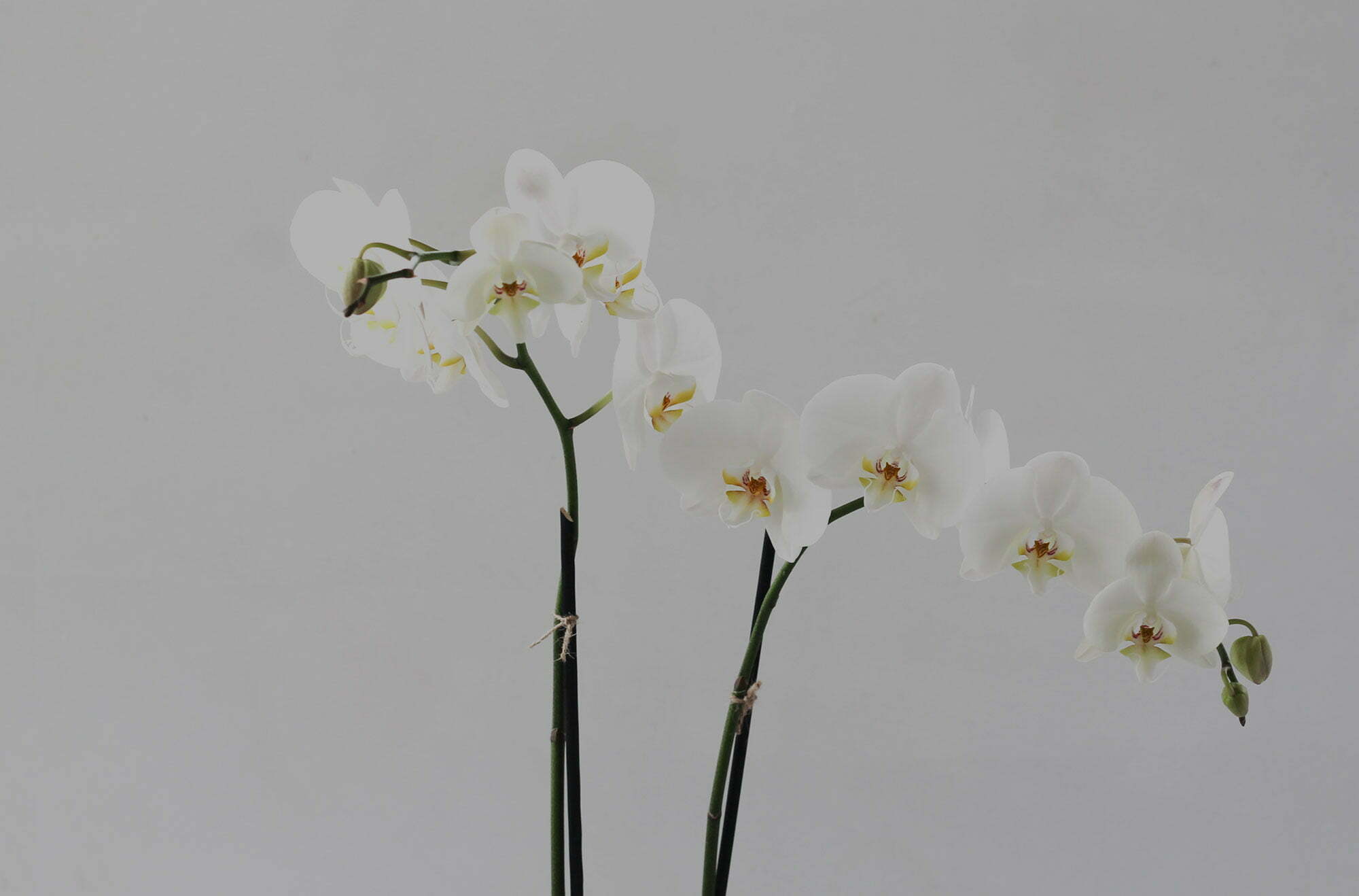 AUCKLAND FLORIST From the little flower shop fresh to your door!